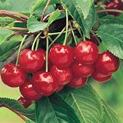 Montmorency Cherry fruit seeds for planting - Heirloom & Non-GMO Garden seeds, tart tree-grown variety