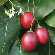Red Tamarillo fruit seeds for planting - Heirloom & Non-GMO garden seeds for exotic tropical trees