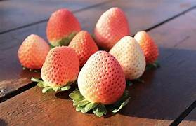 RosyPink Strawberry fruit seeds for planting – Heirloom & Non-GMO garden seeds for vibrant juicy berries