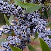 Wax Myrtle Southern fruit seeds for planting – Heirloom & Non-GMO garden seeds, aromatic berry shrub variety