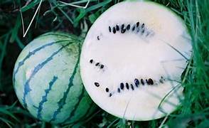 Cream of Saskatchewan Watermelon fruit seeds for planting - Heirloom & Non-GMO juicy melon seeds