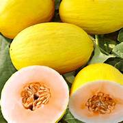 Yellow Crenshaw Melon Fruit Seeds for Planting – Heirloom & Non-GMO Garden seeds, juicy summer melons