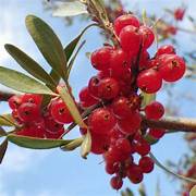Silver Buffaloberry fruit seeds for planting - Heirloom & Non-GMO Garden seeds for hardy native edibles