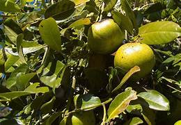 Sapote fruit seeds for planting - Heirloom & Non-GMO Garden seeds, creamy tropical fruit for warm gardens