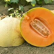 Melon fruit seeds for planting - Heirloom & Non-GMO Garden seeds, juicy flavorful garden harvests