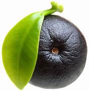 Acai seeds for planting - Heirloom & Non-GMO superfood berry fruit garden seeds