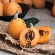 Gold Nugget Loquat fruit seeds for planting – Heirloom & Non-GMO garden seeds, juicy fruits for home orchards