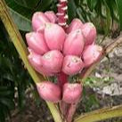 Light Pink Banana fruit seeds for planting - Heirloom & Non-GMO Garden seeds