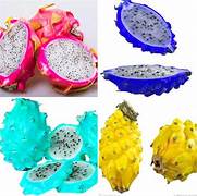 Mixed Pitaya Fruit Seeds for Planting - Heirloom & Non-GMO Garden Seeds