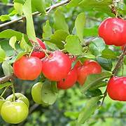 Malpighia Glabra fruit seeds for planting - Heirloom & Non-GMO Garden seeds