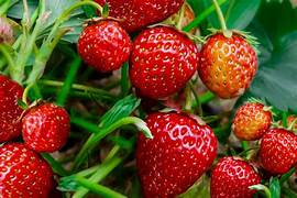 Strawberry Seascape fruit seeds for planting – Heirloom & Non-GMO garden seeds, sweet berries for home gardens