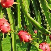 Light Orange Pitaya fruit seeds for planting - Heirloom & Non-GMO Garden seeds, fast-growing dragon fruits for gardens