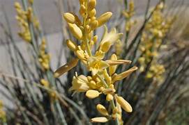 Yellow Yucca seeds for planting - Heirloom & Non-GMO edible flower garden seeds