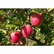 Pink Lady Apple Fruit seeds for planting – Heirloom & Non-GMO Garden seeds