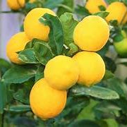 Meyer Lemon fruit seeds for planting – Heirloom & Non-GMO garden seeds, flavorful citrus for vibrant gardens