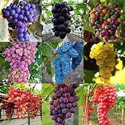 Mixed Grape fruit seeds for planting - Heirloom & Non-GMO Garden seeds