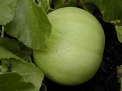 Green Cucumis Melo fruit seeds for planting - Heirloom & Non-GMO Garden seeds, sweet melon variety for home gardens