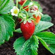Strawberry Alexandria fruit seeds for planting - Heirloom & Non-GMO Garden seeds