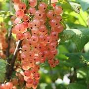 Pink Currant fruit seeds for planting – Heirloom & Non-GMO seeds for tart berries and homemade preserves