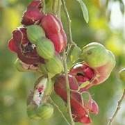 Red Guamuchil fruit seeds for planting - Heirloom & Non-GMO Garden seeds, tropical tamarind tree for home gardens