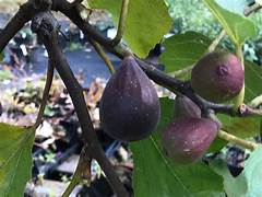 Violette de Bordeaux Fig fruit seeds for planting – Heirloom & Non-GMO garden seeds, rich figs for warm climates
