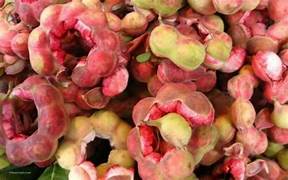 Red Guamuchil fruit seeds for planting - Heirloom & Non-GMO Garden seeds, tropical tamarind tree for home gardens