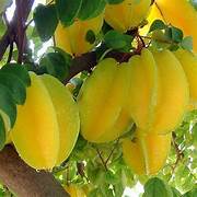 Starfruit fruit seeds for planting - Heirloom & Non-GMO Garden seeds, sweet tropical variety for home gardens
