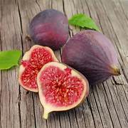 Brown Turkey Fig Fruit Tree Seeds for Planting – heirloom non-GMO seeds, hardy fig trees for zones – 100 pcs