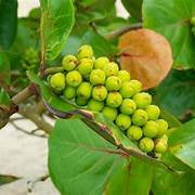 Seagrapes fruit seeds for planting – Heirloom & Non-GMO garden seeds, coastal fruit for unique garden landscapes