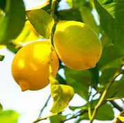 Citrus Limetta fruit seeds for planting - Heirloom & Non-GMO Garden seeds