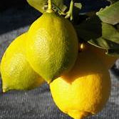 Genoa Lemon fruit seeds for planting - Heirloom & Non-GMO garden seeds, rare productive citrus variety