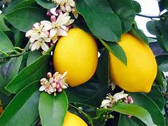 Seedless Lemon fruit seeds for planting – Heirloom & Non-GMO garden seeds, low-seed citrus for home orchards