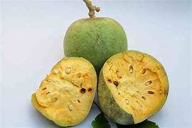 Aegle Marmelos fruit seeds for planting - Heirloom & Non-GMO Garden seeds, aromatic sacred fruit variety for gardens