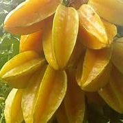 Tropical Star fruit seeds for planting – Heirloom & Non-GMO garden seeds, sweet tangy tropical tree variety