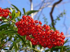 Pink Pyracantha Coccinea fruit seeds for planting – Heirloom & Non-GMO ornamental garden seeds