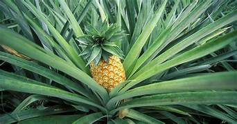 Golden Sweet Pineapple fruit seeds for planting - Heirloom & Non-GMO Garden seeds