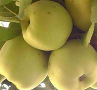Grimes Golden Apple fruit seeds for planting - Heirloom & Non-GMO Garden seeds