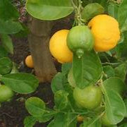 Citrus Limetta fruit seeds for planting - Heirloom & Non-GMO Garden seeds