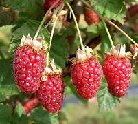 Tayberry fruit seeds for planting - Heirloom & Non-GMO Garden seeds, unique hybrid berries for home gardens