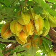 Tropical Star fruit seeds for planting – Heirloom & Non-GMO garden seeds, sweet tangy tropical tree variety