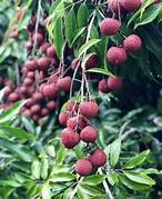Kaimana Lychee fruit seeds for planting – Heirloom & Non-GMO seeds for sweet tropical backyard trees
