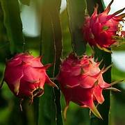 Red Pitaya fruit seeds for planting - Heirloom & Non-GMO garden seeds, easy-growing exotic superfood variety