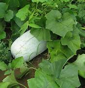 Super Big Winter Melon seeds for planting - Heirloom & Non-GMO Garden seeds, high-yield waxgourd variety for large harvests