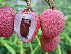 Kaimana Lychee fruit seeds for planting – Heirloom & Non-GMO seeds for sweet tropical backyard trees