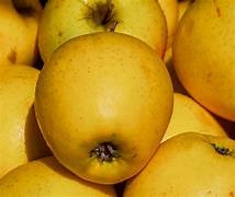 Grimes Golden Apple fruit seeds for planting - Heirloom & Non-GMO Garden seeds