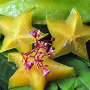 Tropical Star fruit seeds for planting – Heirloom & Non-GMO garden seeds, sweet tangy tropical tree variety