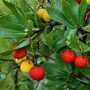Mixed Arbutus fruit seeds for planting - Heirloom & Non-GMO Garden seeds