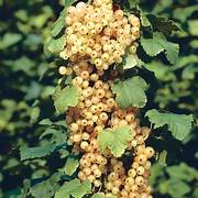 White Currant fruit seeds for planting – Heirloom & Non-GMO tangy berry garden seeds