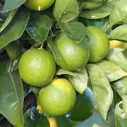 Lime fruit seeds for planting – Heirloom & Non-GMO garden seeds, tangy citrus trees for home gardens