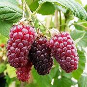 Tayberry fruit seeds for planting - Heirloom & Non-GMO Garden seeds, unique hybrid berries for home gardens